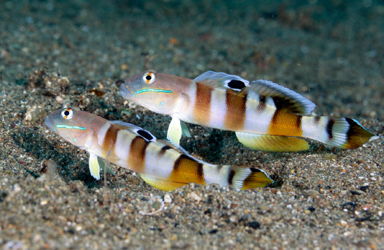  Valenciennea wardii (Ward’s Sleeper Goby, Tiger Sleeper Goby)